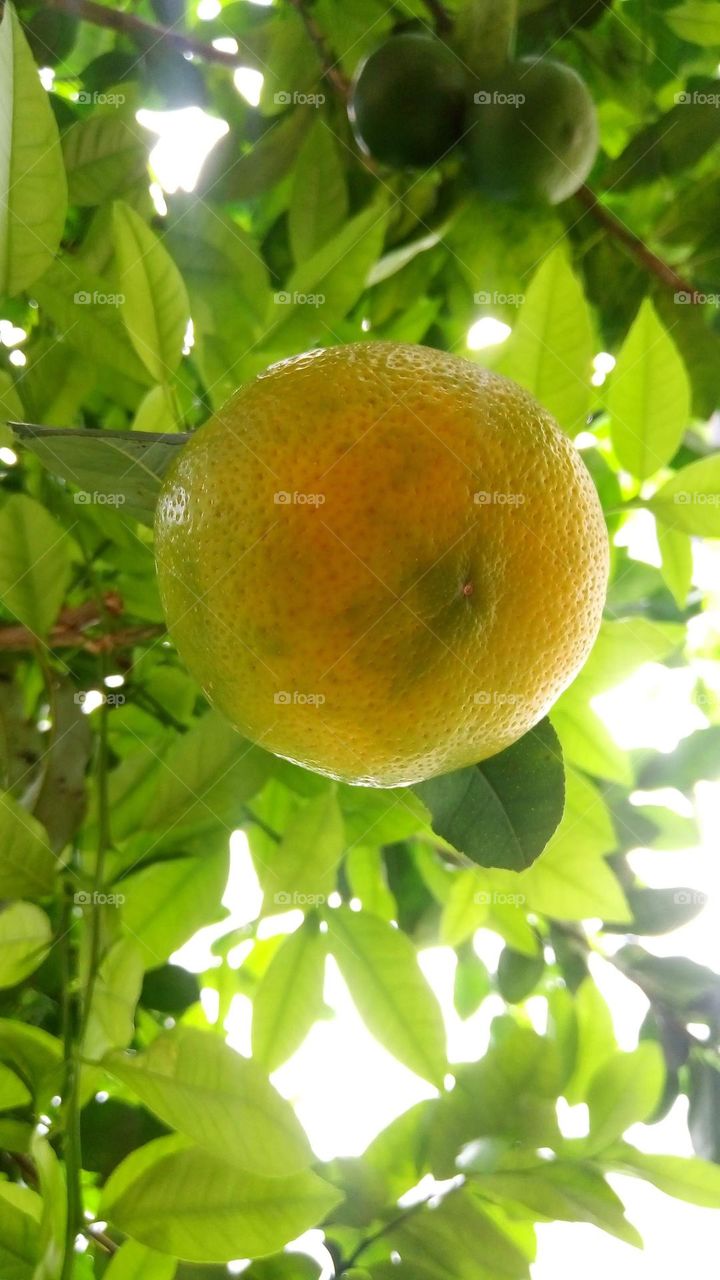 beautiful lemon