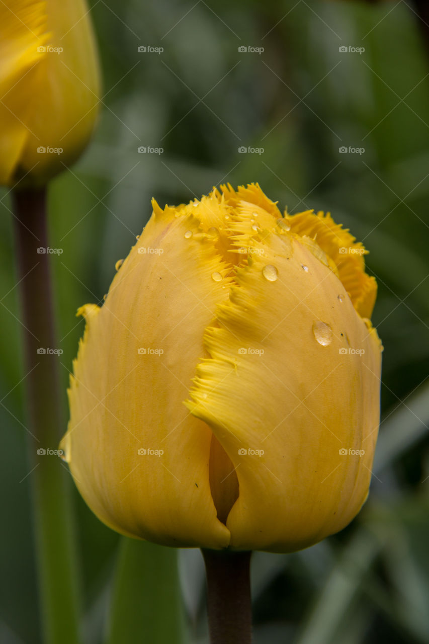 Tulips and water droplets 