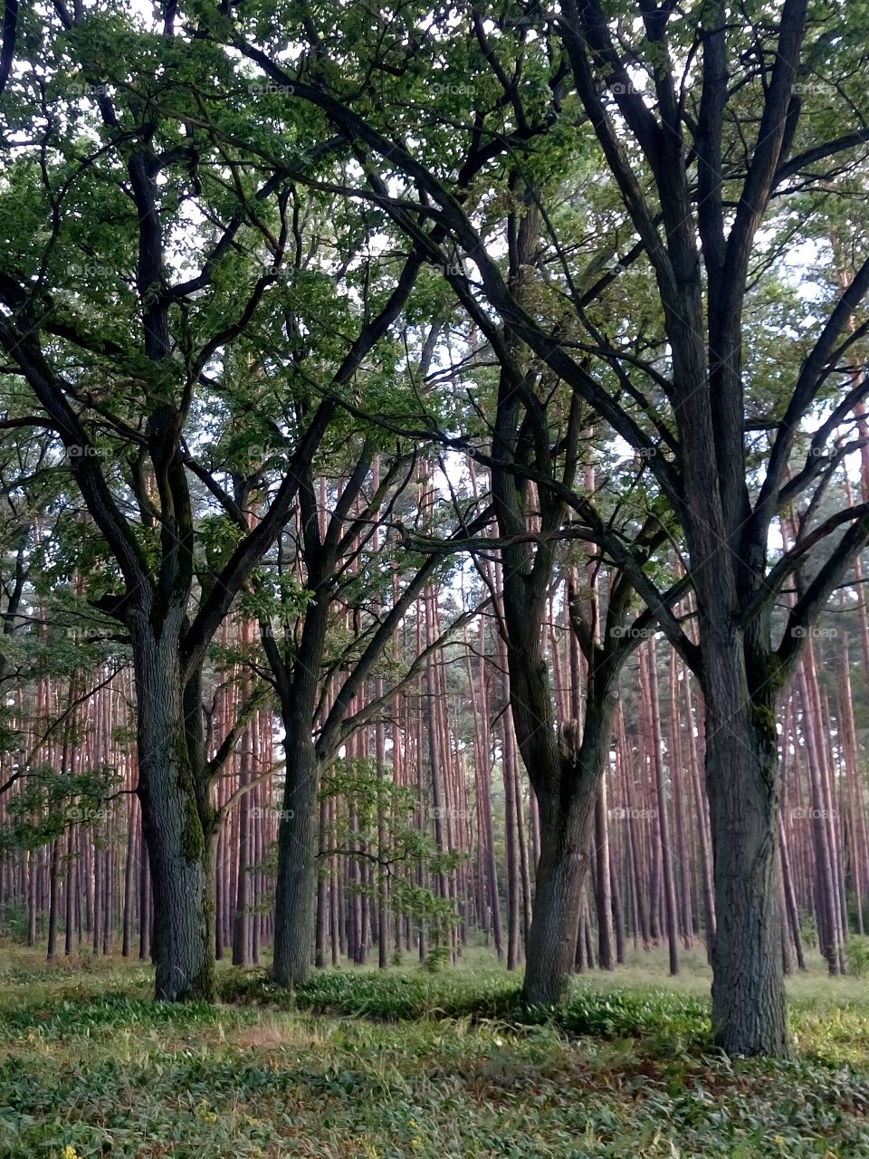 polish nature | trees