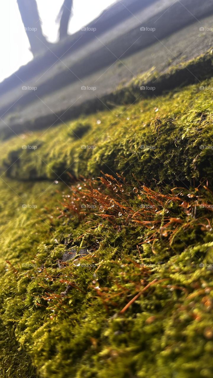 Moss