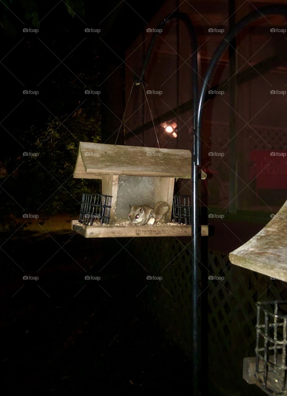 Ho hum....just us birds...nothing to see here