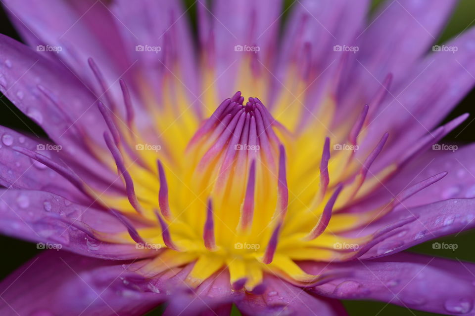 Purple lotus flower at a park 