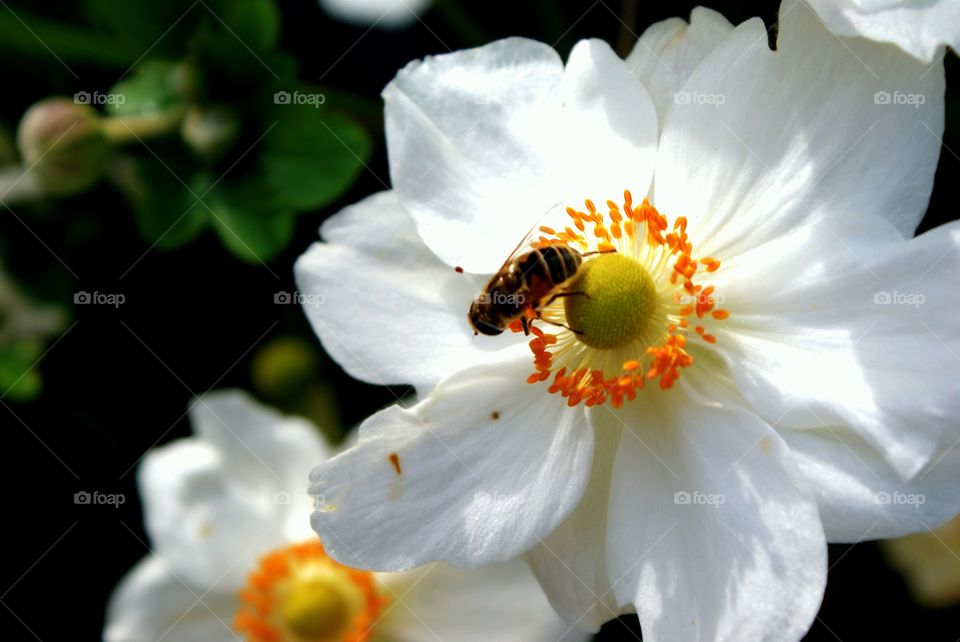 a bee on a flower