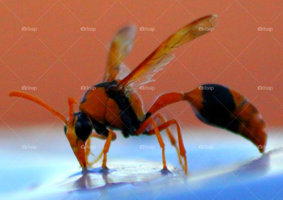 Wasp drinking water.