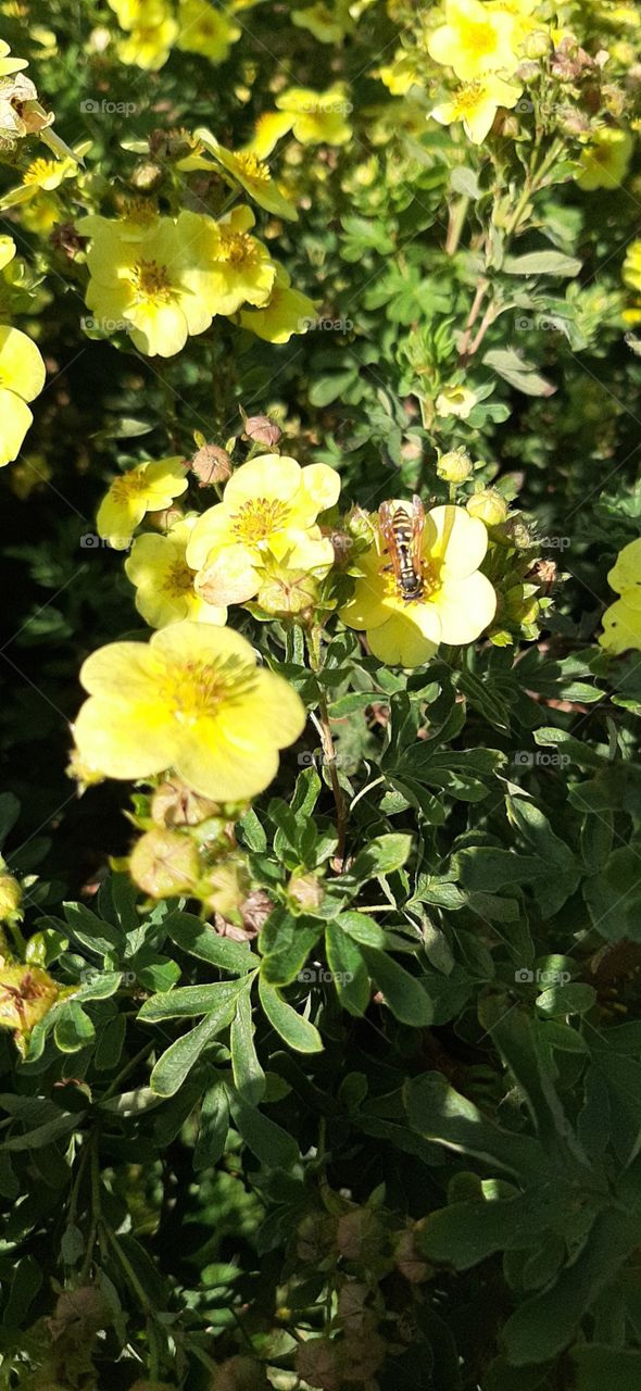 Цвет  настроения   жёлтый!