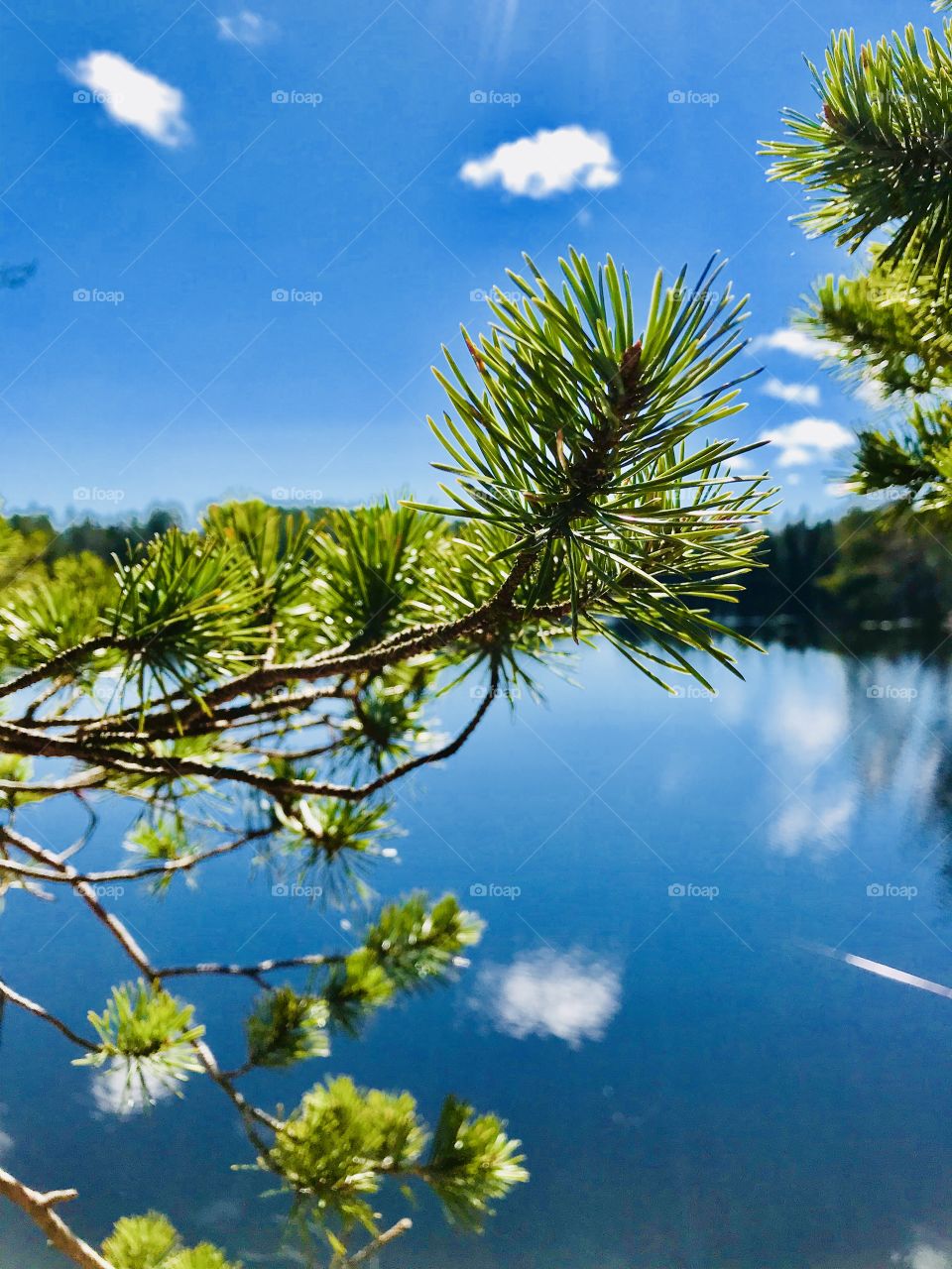 A branch and A lake in the wilderness on a sunny day 