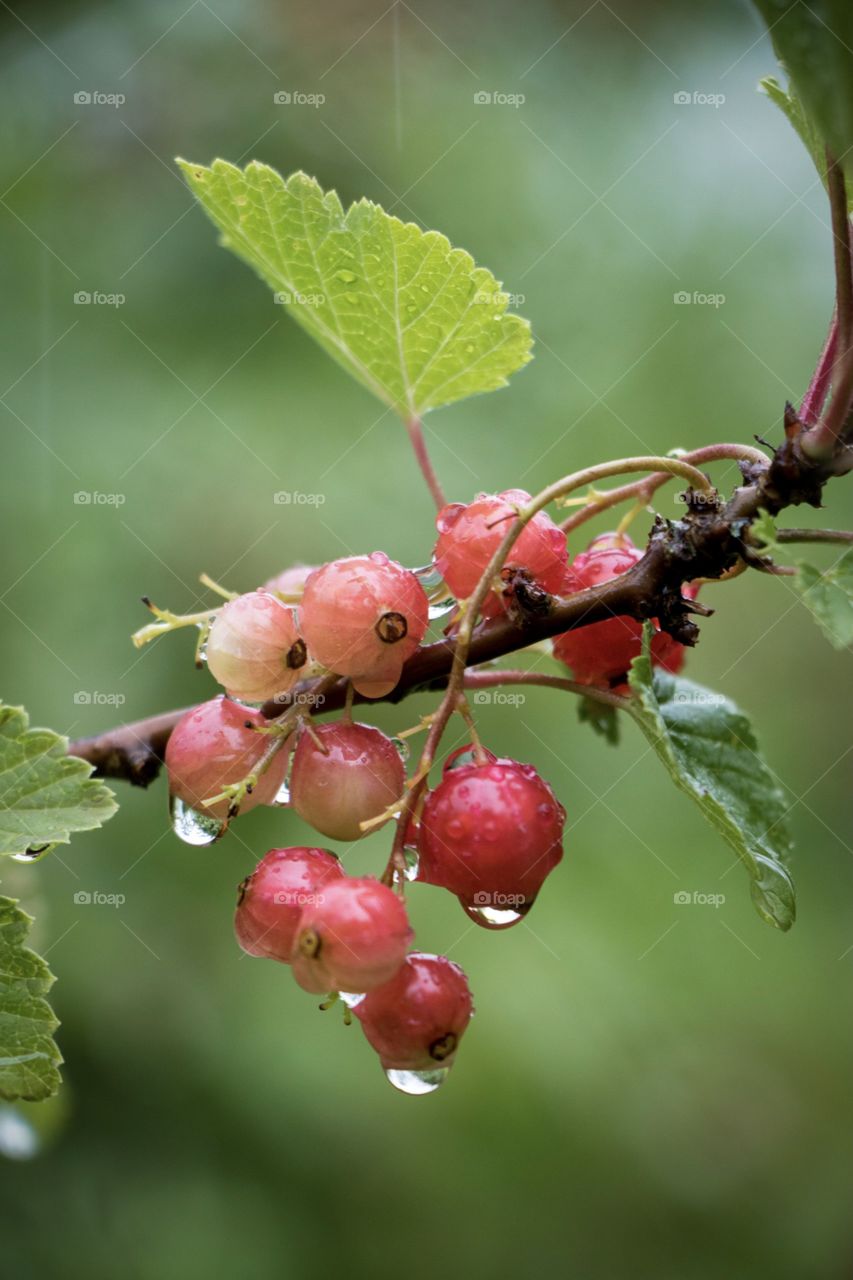 Red currant growing on plant