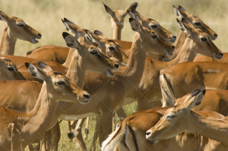 A herd of antelope in serengeti national park