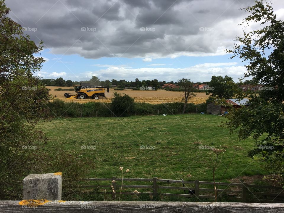 Harvesting on Friday the 13th ?!?! Rain clouds above but so far it’s been dry and windy !