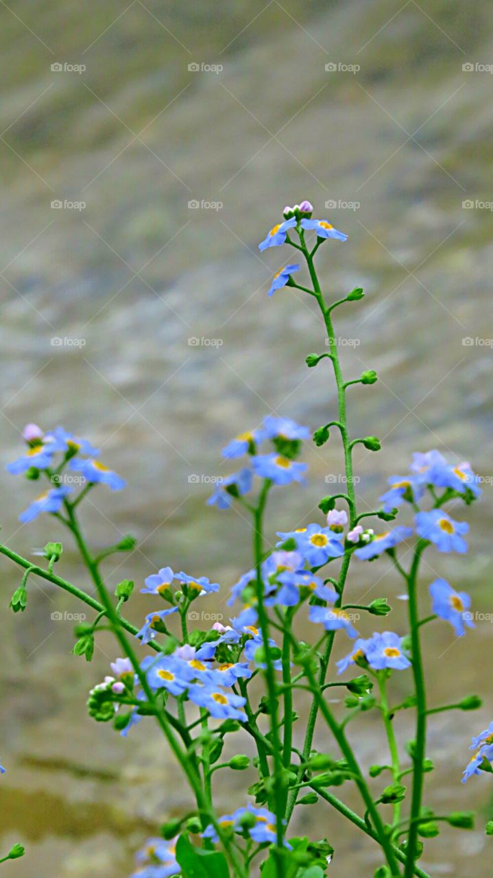 Forget Me Nots on waters edge