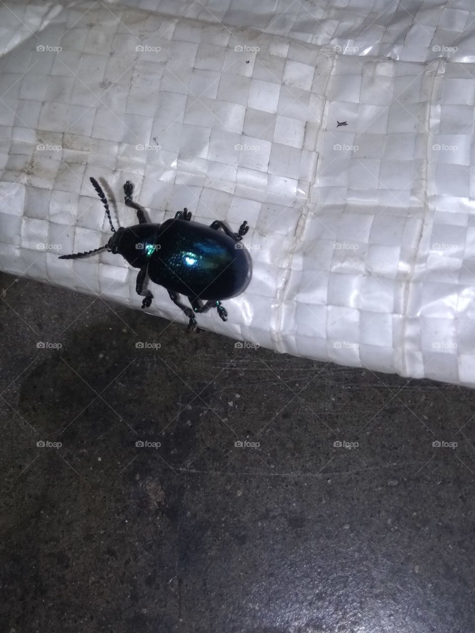 Rare and Stunning Beetle