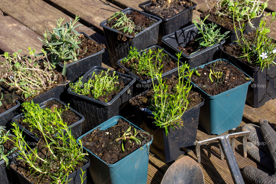 young plants and garden tools