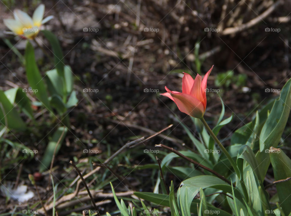 red flower focus