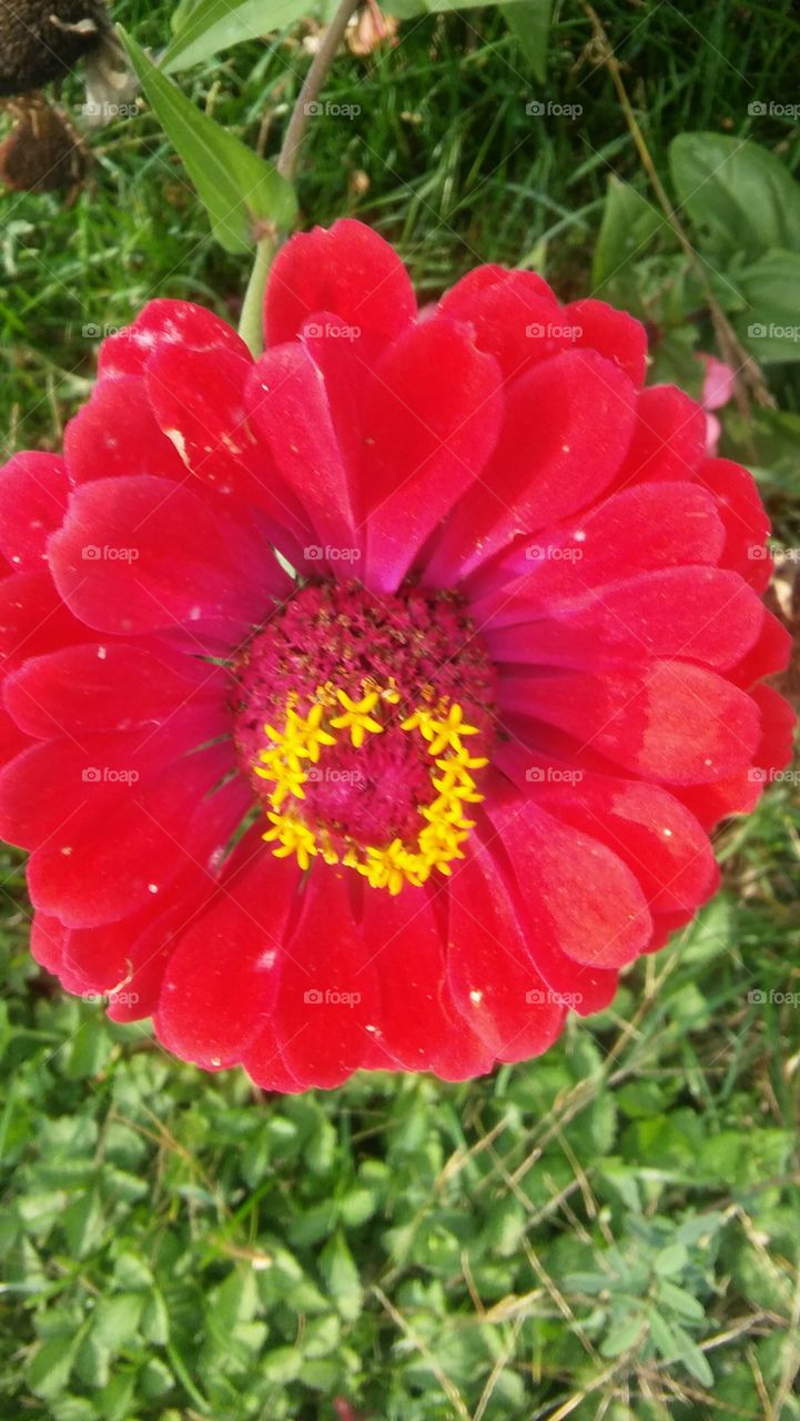 my flower from my garden before frost gets them