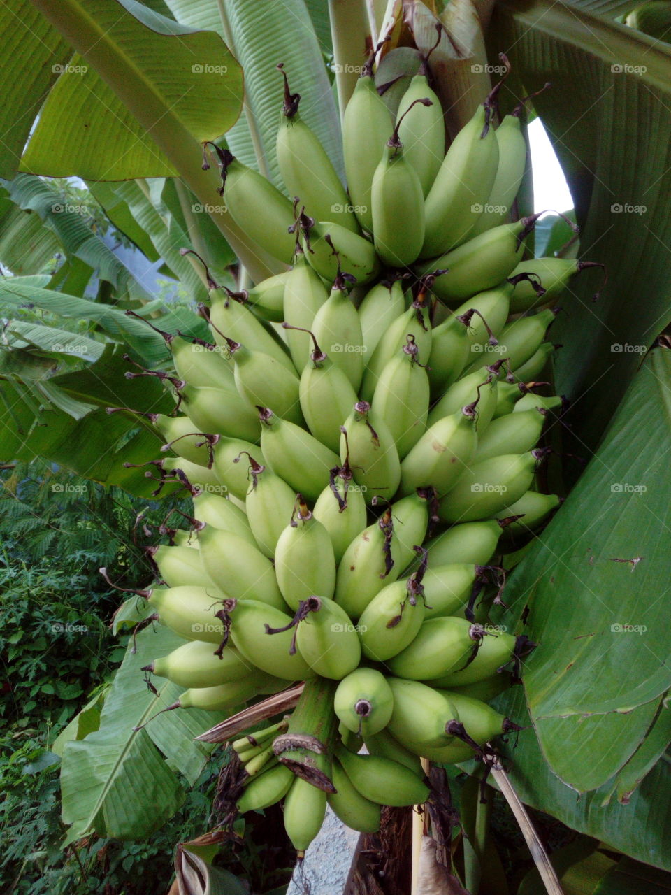 Bananas