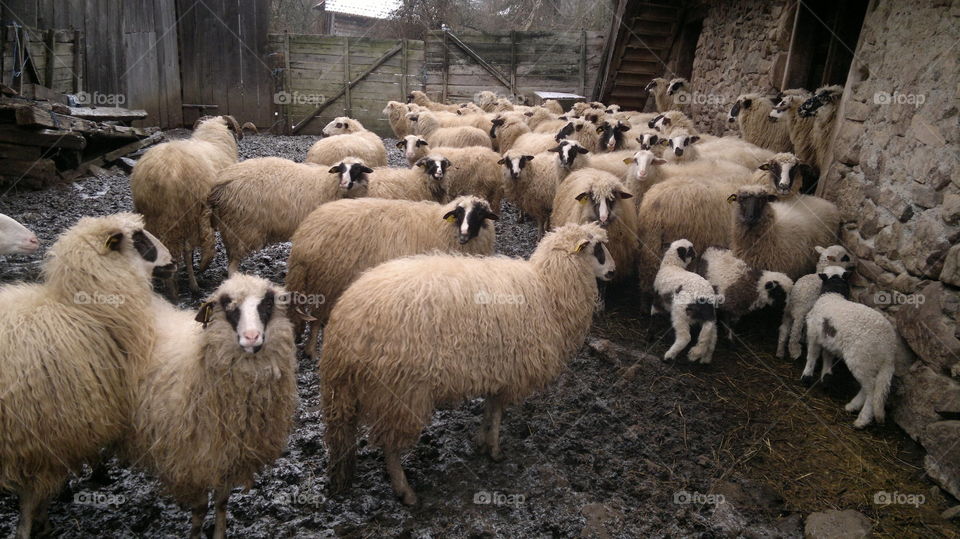 What are you looking at, human?