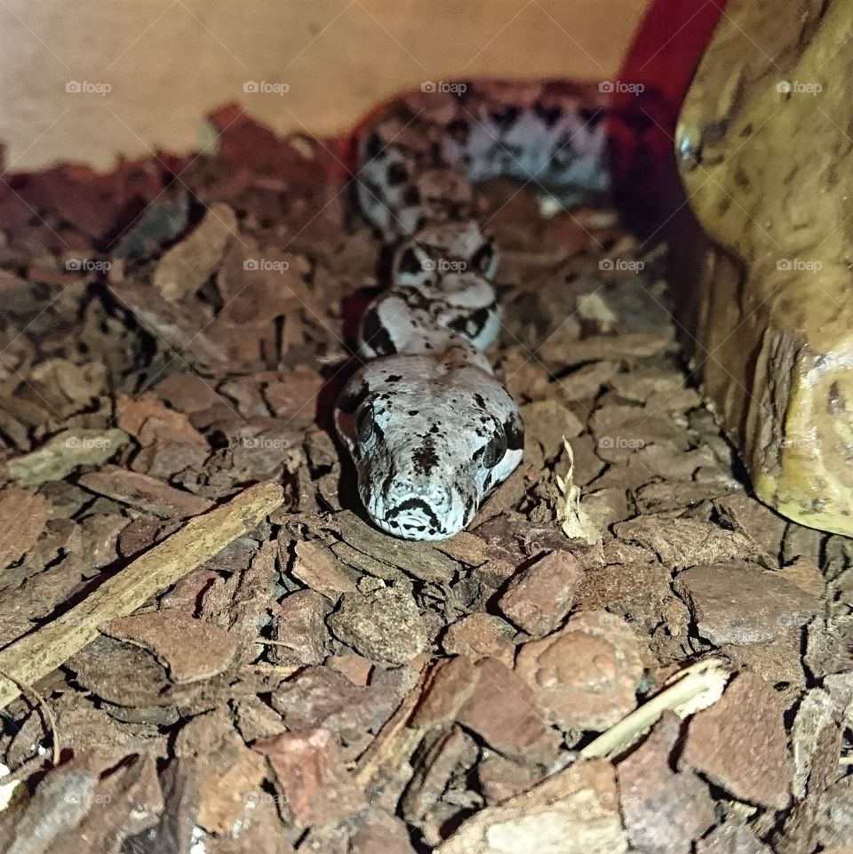 Dwarf boa