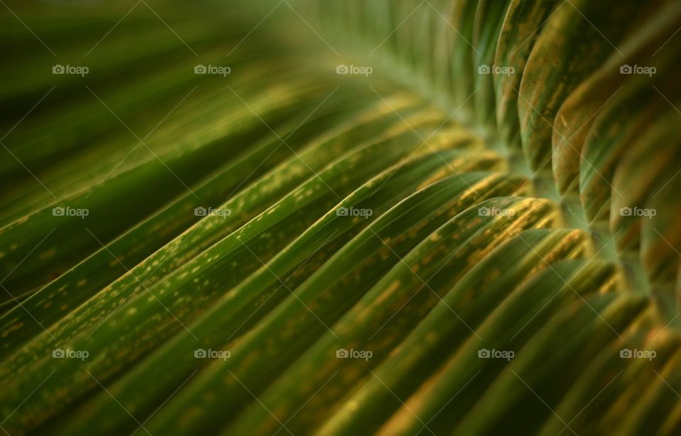 Palm Leaf