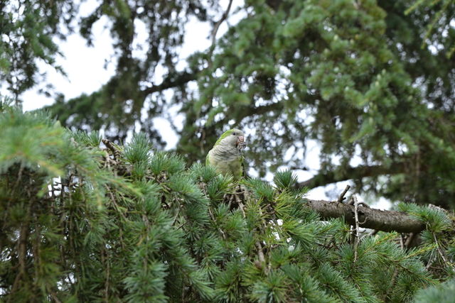 Parrot eating in the tree