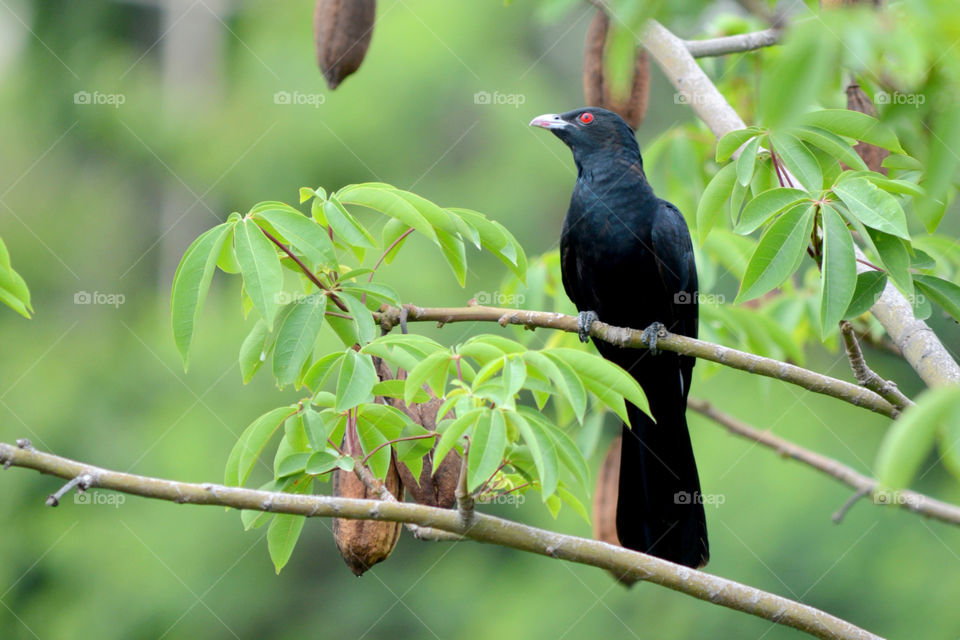 Bird-Asian Koel (male)