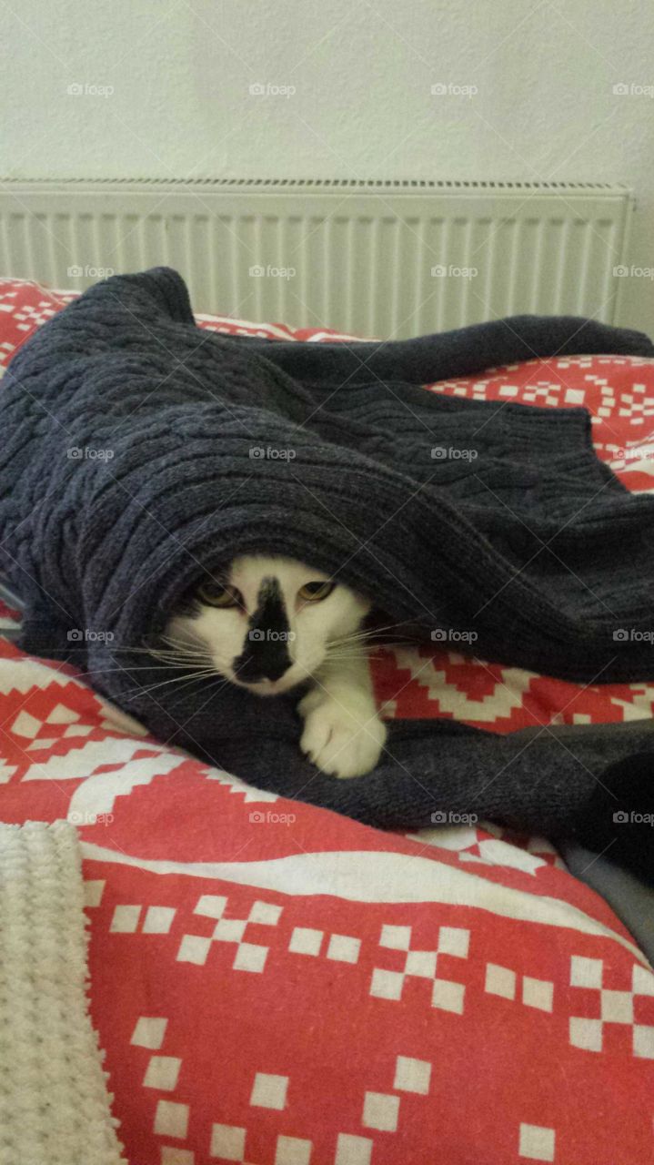 burrito cat