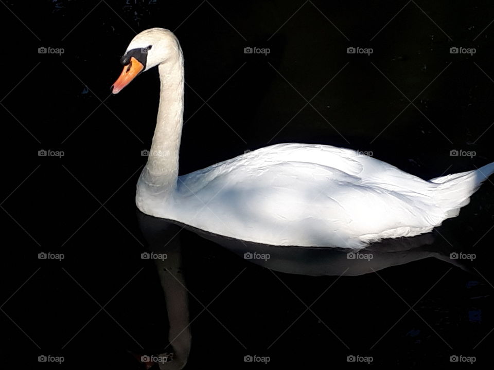 Reflective Swan