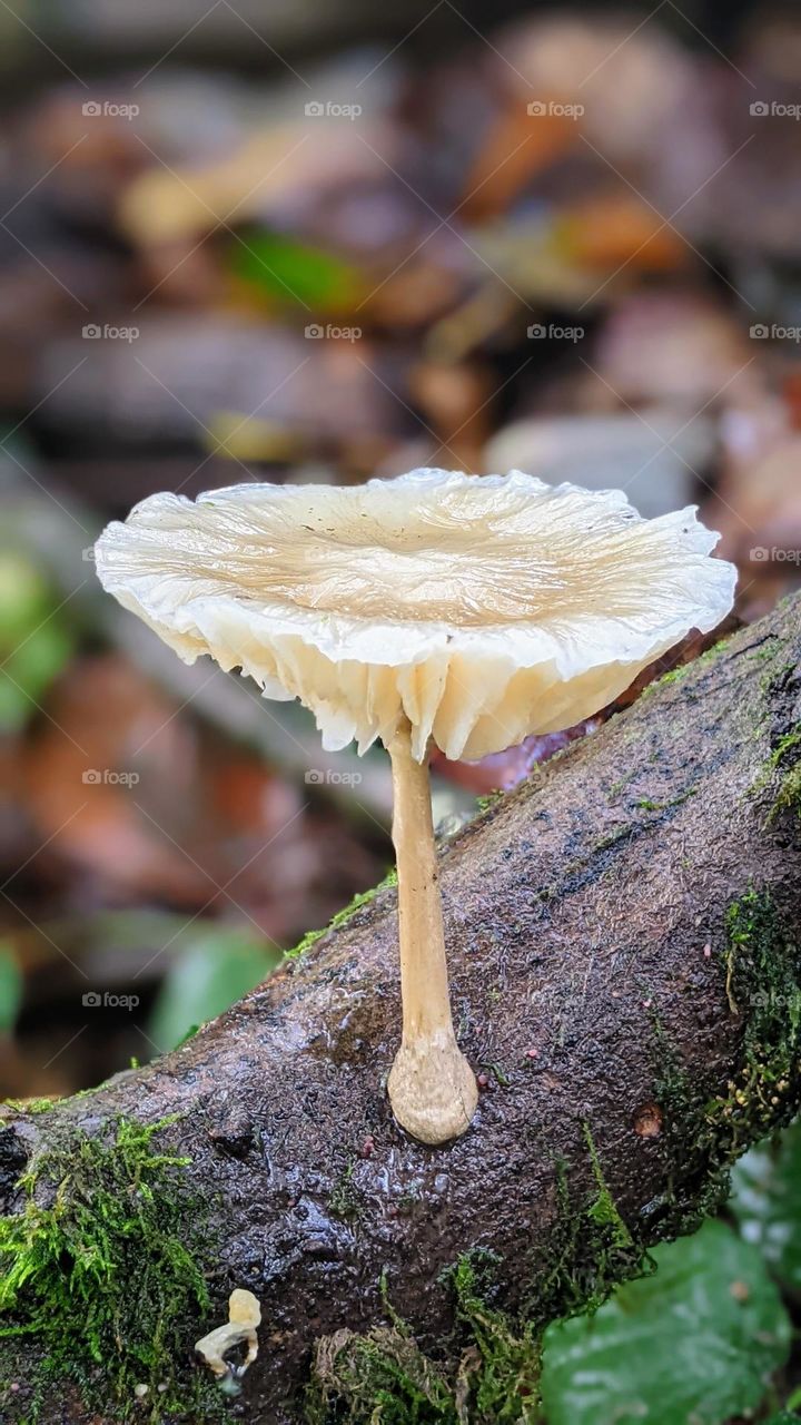 white umbrella mushroom on a dead log of wood holding water