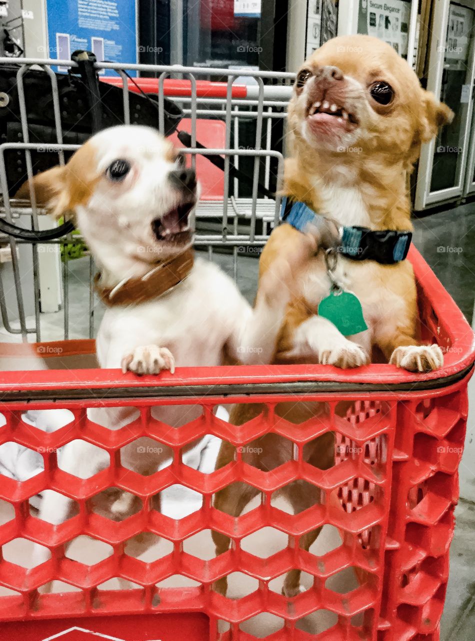 Chihuahuas with funny faces.  Lol.  