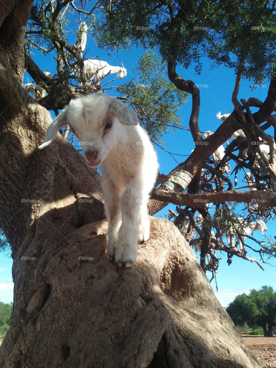 A beautiful lamb climbing an Argania spinosa tree at essaouira in Morocco.