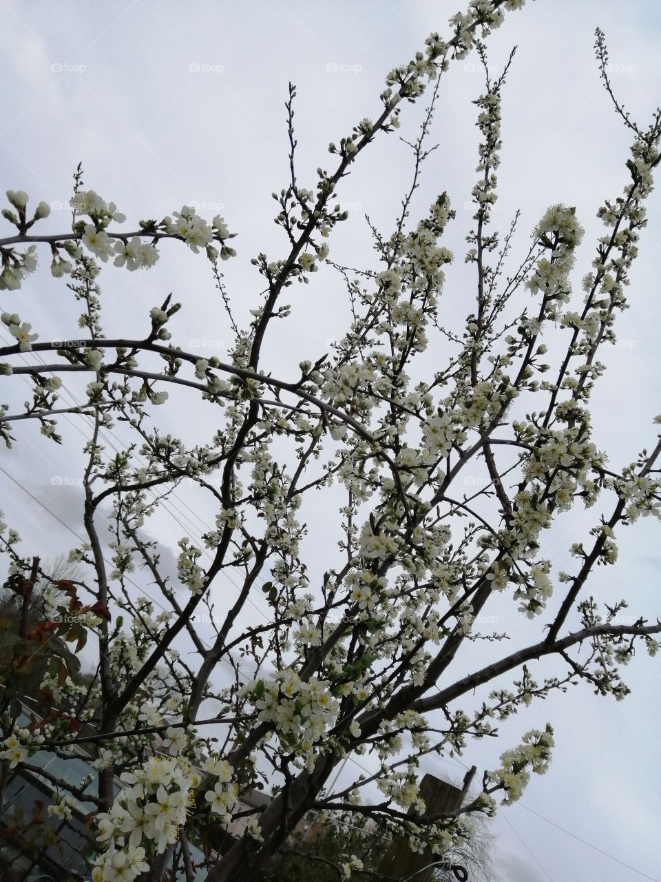 Beautiful spring blooms on my pear tree