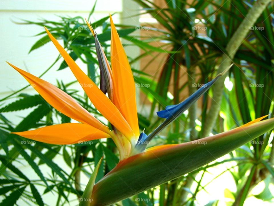 Bird of paradise, with happy plants in the background 😎
