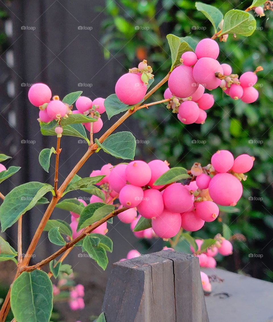 plant part/Coral Berries