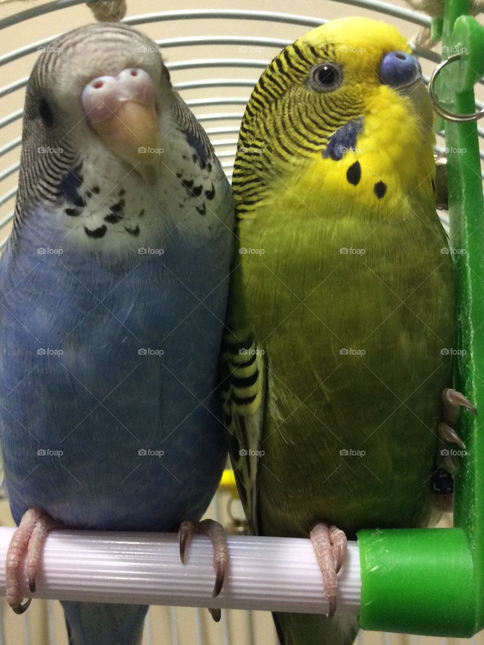 Parakeets 