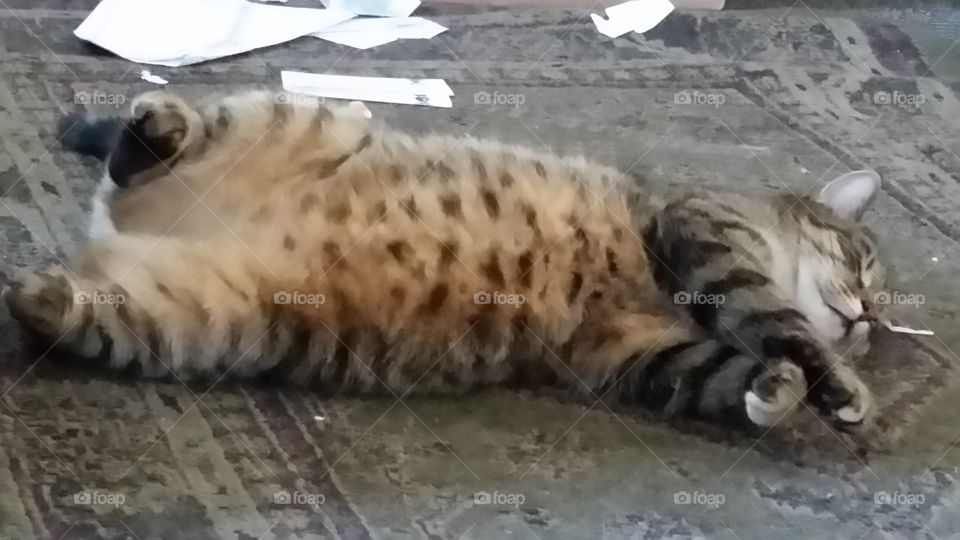 lazy fat cat