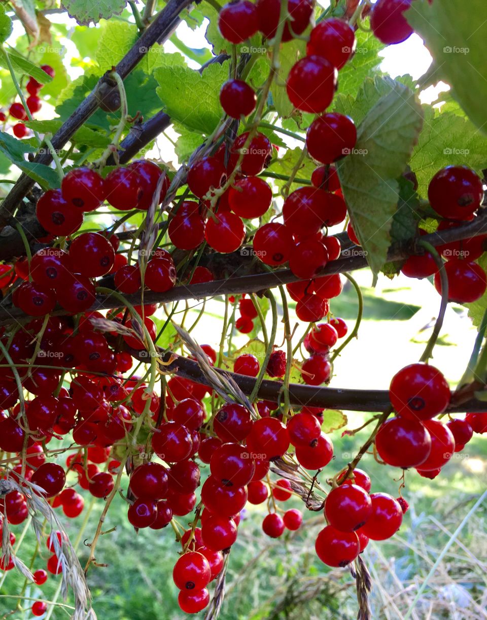 redcurrants