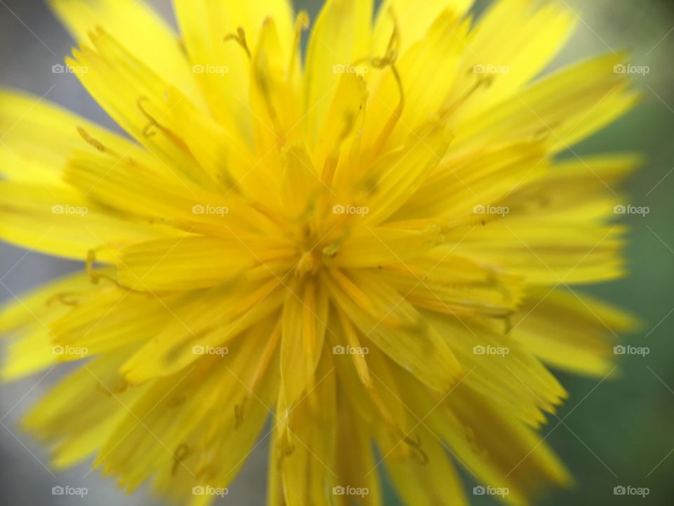 Dandelion closeup