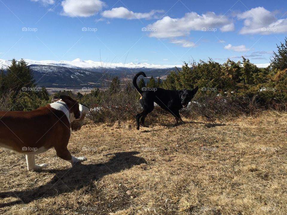 Happy . Happy dogs