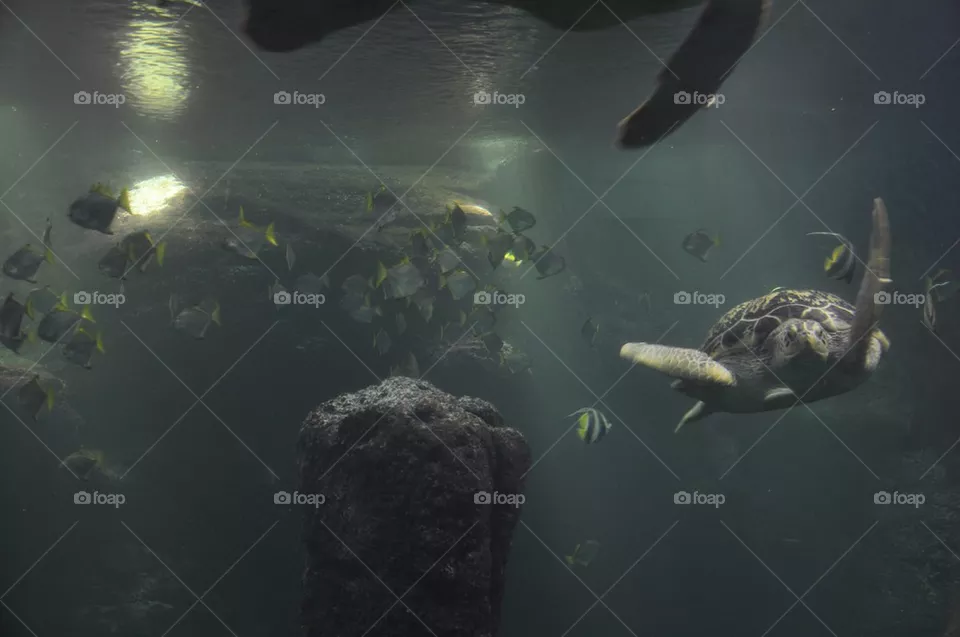 Turtles