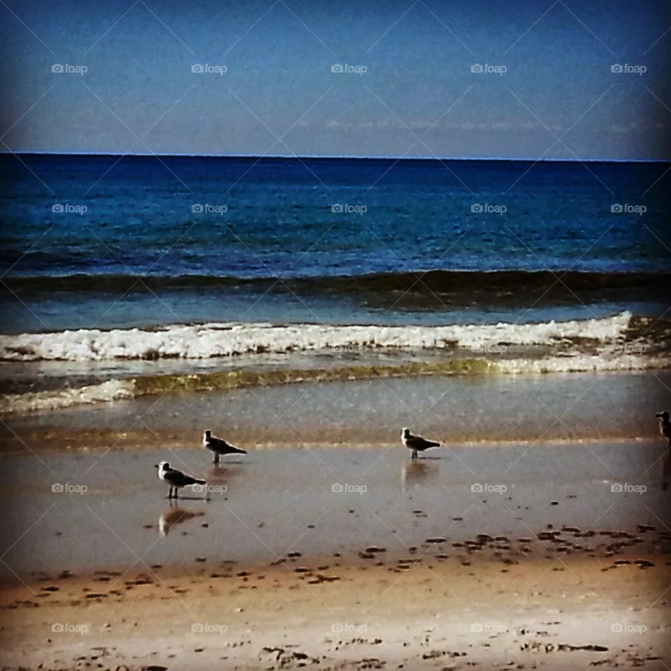 Seagulls 