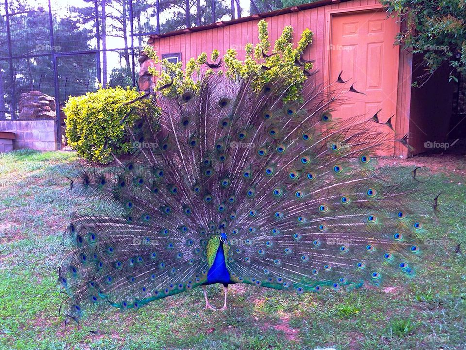 Peacock fan