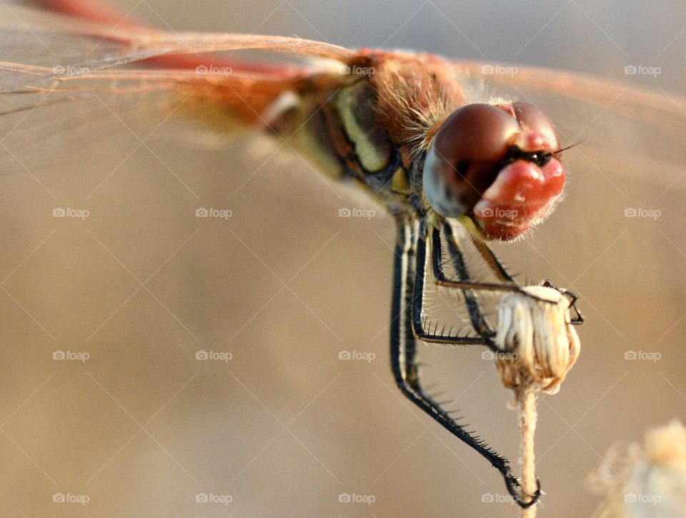 Closeup of dragonfly 