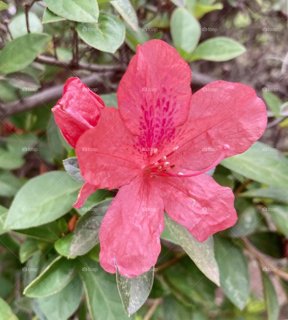 🌹 🇺🇸 Very beautiful flowers to brighten our day.  Live nature and its beauty. Did you like the delicate petals? / 🇧🇷 Flores muito bonitas para alegrar nosso dia. Viva a natureza e sua beleza. Gostaram das pétalas delicadas? 
