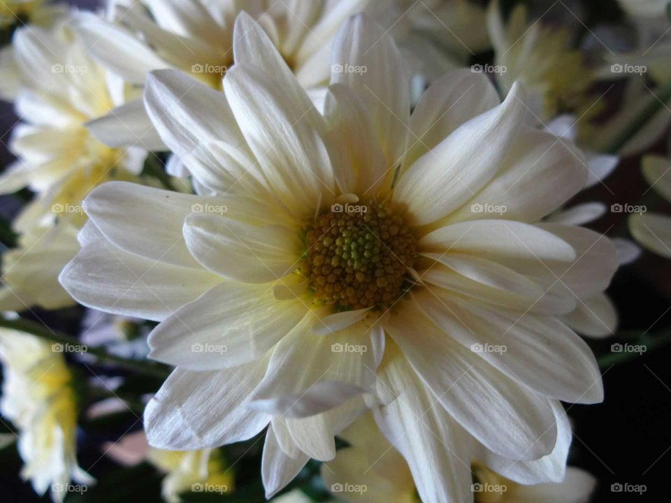 Close-up of white dahlia flower