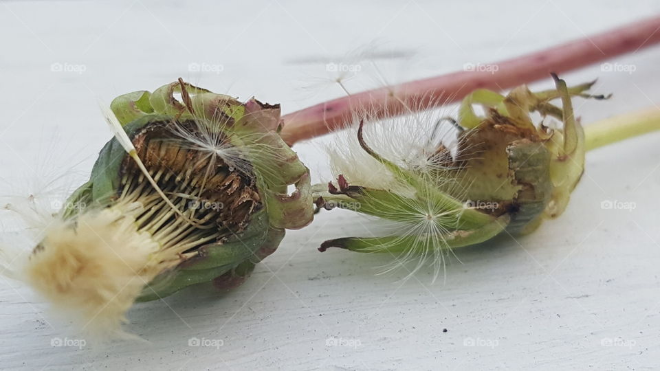 Dandelion blooming buds