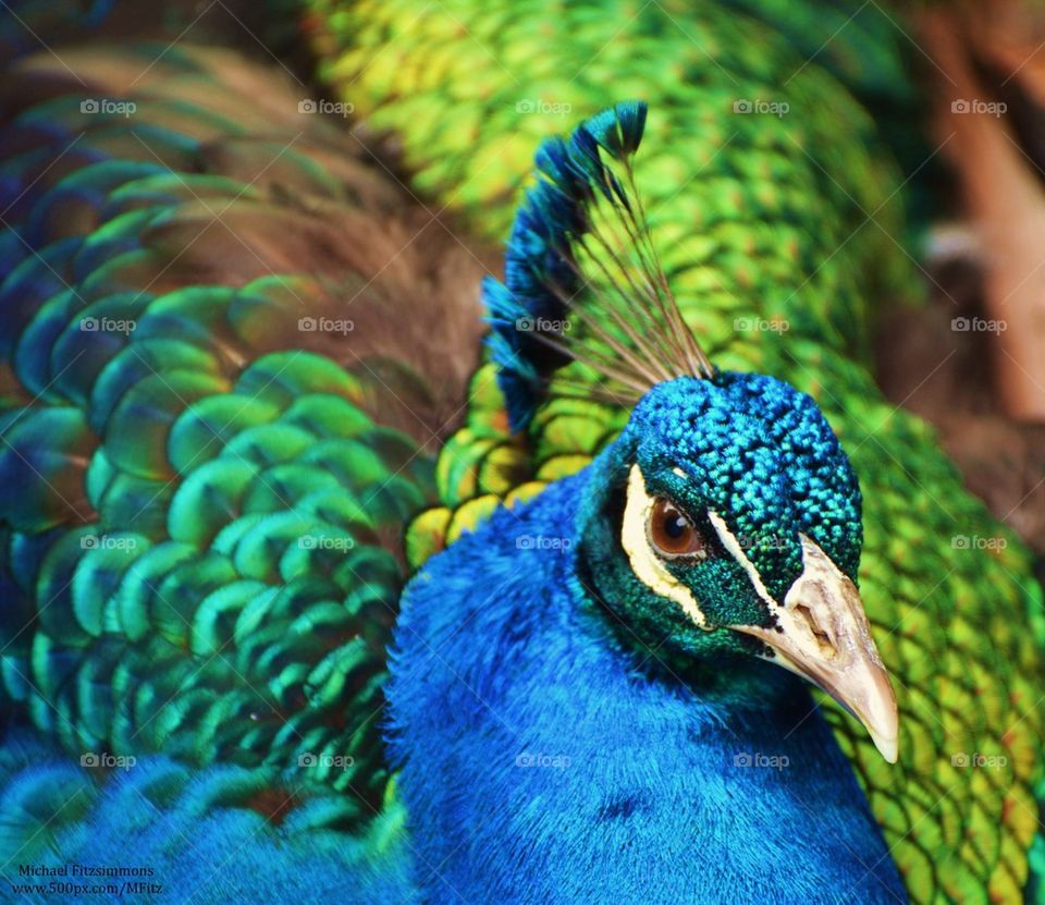 Peacock Face