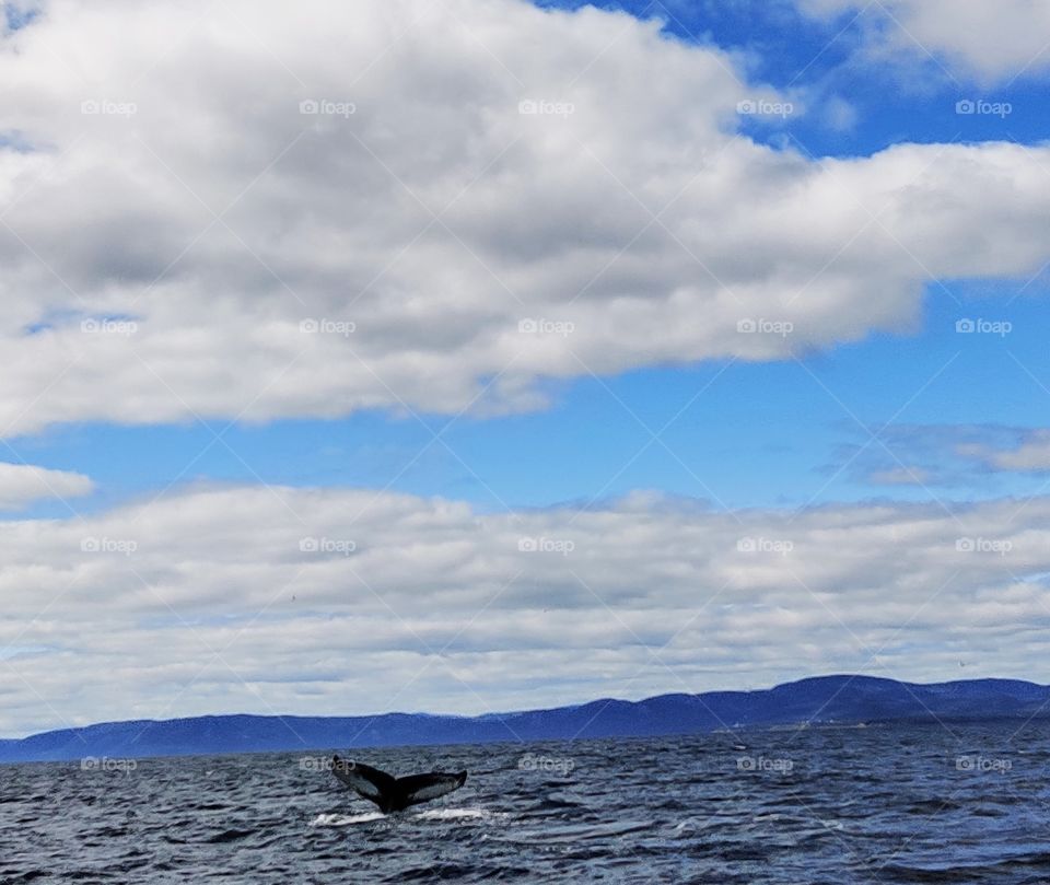 A tail of whale.
