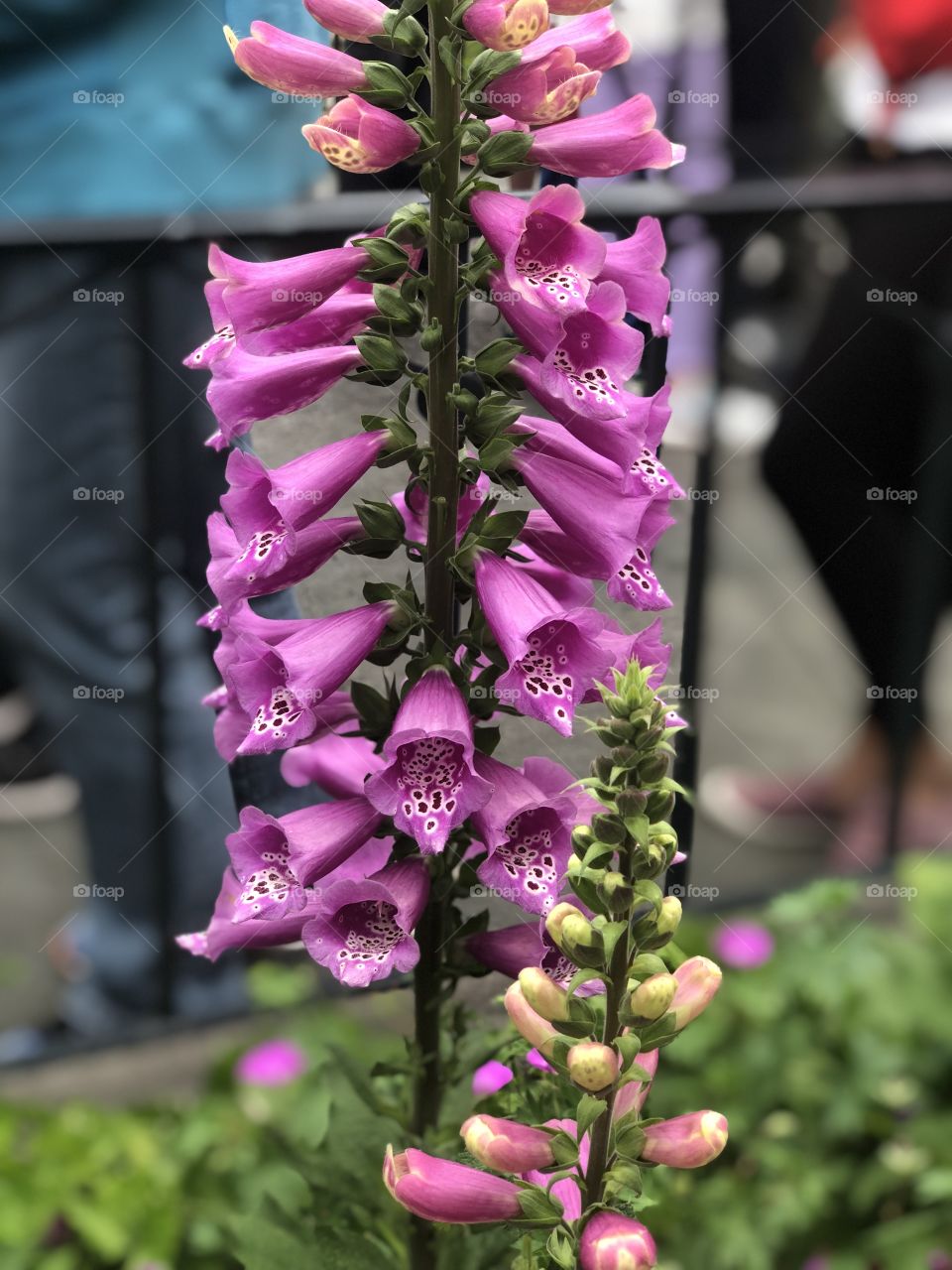 Nature, No Person, Flower, Leaf, Summer