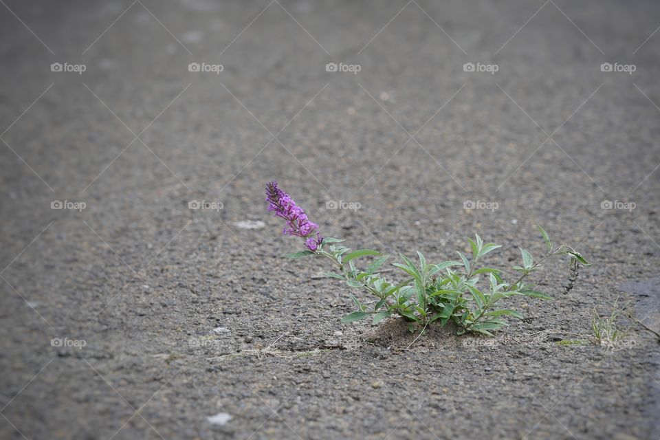 Small flower on street