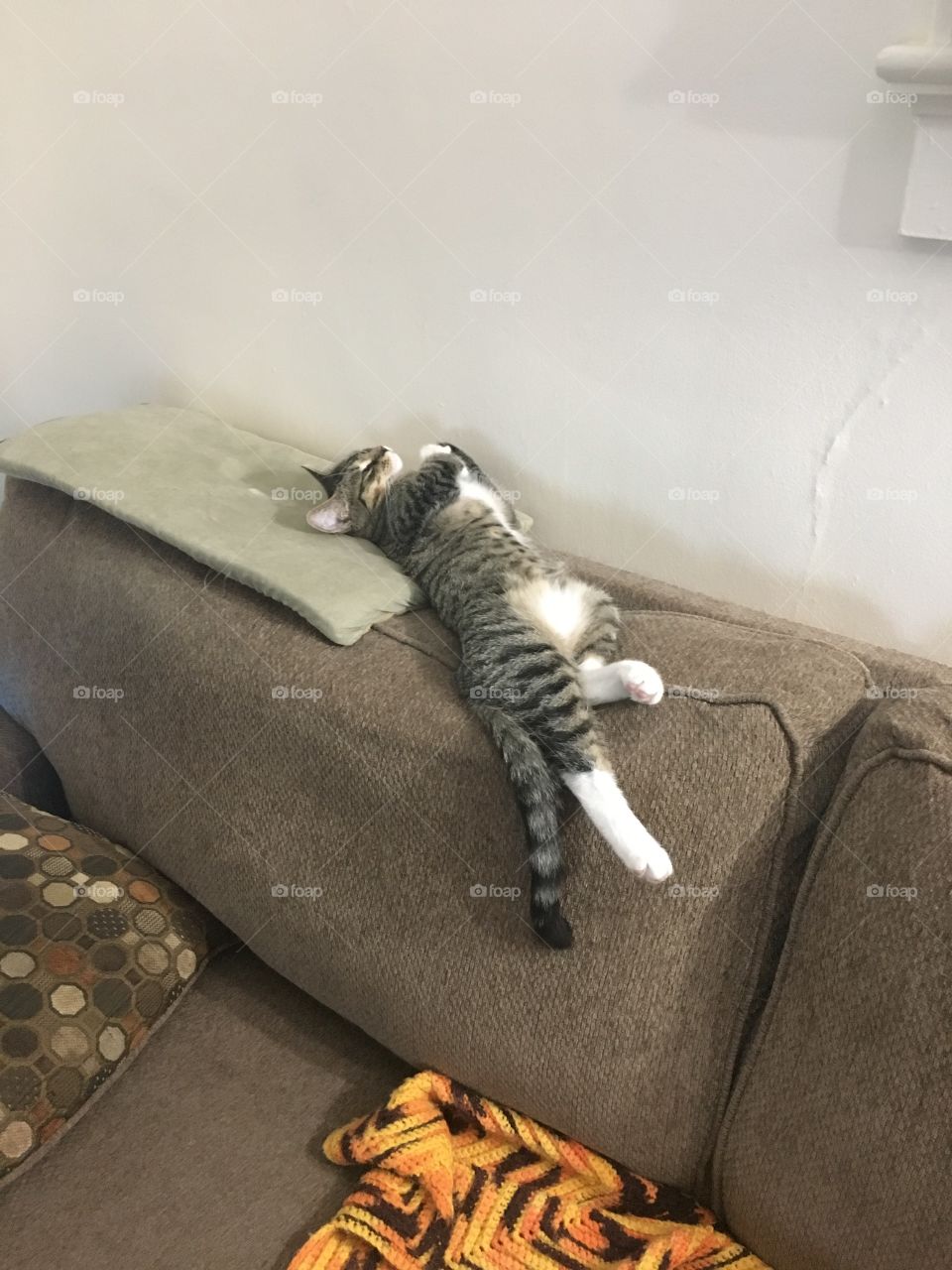 Cat, Sofa, Furniture, Family, Indoors