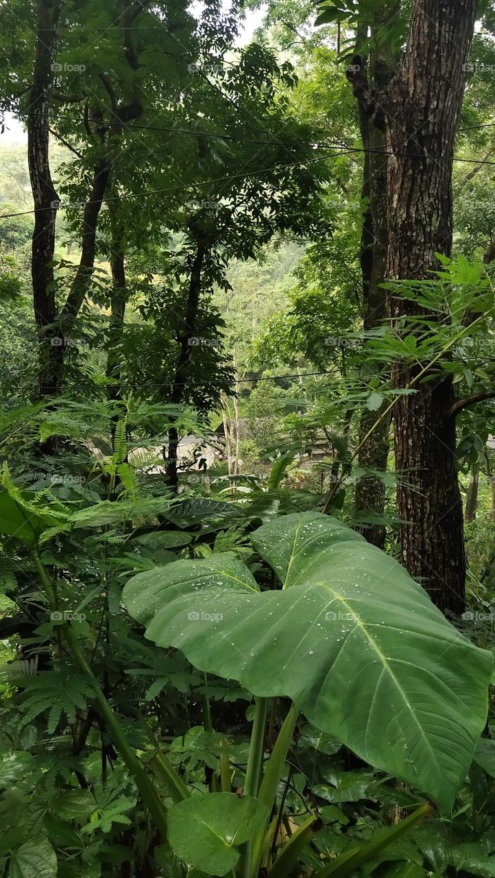 daun hijau dan embun
